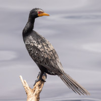 Long-tailed Cormorant